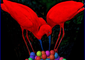 How to Decide if You Should Be a Web Designer or Developer