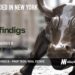 Findigs Raises $27M to Enhance the Rental Screening Process with its Platform